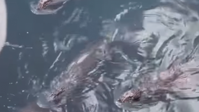 jacares-arapiraca-reproducao-redes-sociais_widexl