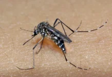 Brasil aprova a 1ª vacina de dose única do mundo contra a dengue